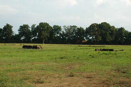 Picture of Land